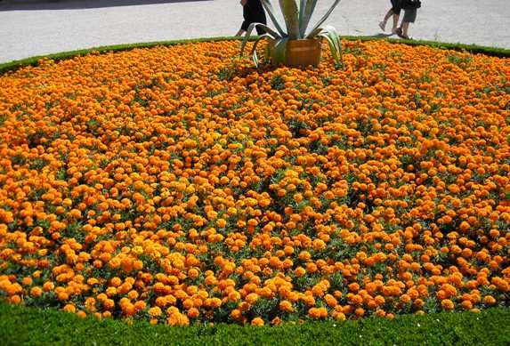 parco di Schonbrunn Vienna 6